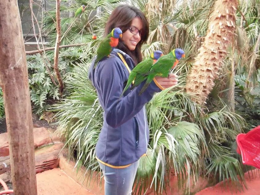 Sahara in AVIFAUNA